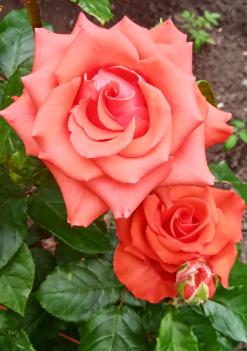 Розы - цветы, роза - оригинал