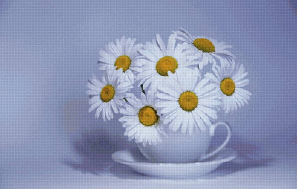 Ромашки - цветы, ромашки - предпросмотр