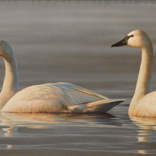 Схема вышивки «№2530596»