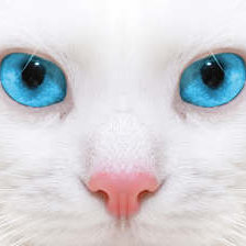 Схема вышивки «Синеглазый котик»