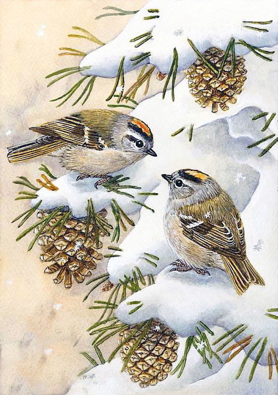 №2531905 - воробьи, птицы, зима - оригинал