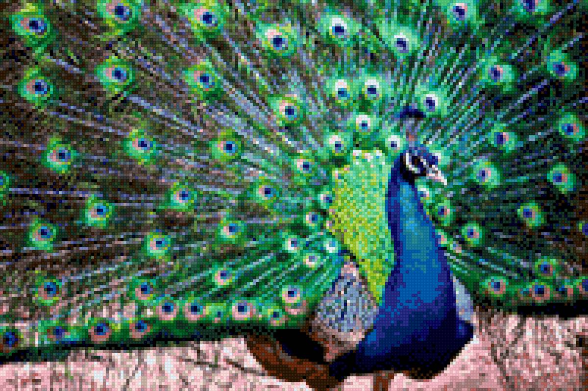 pavlin - krasota, pavlin - предпросмотр