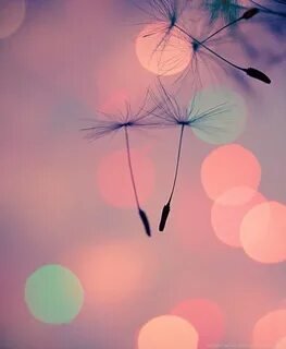 Одуванчики - одуванчики - оригинал