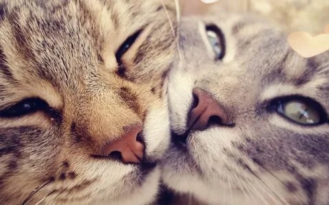 Милахи - котики - оригинал