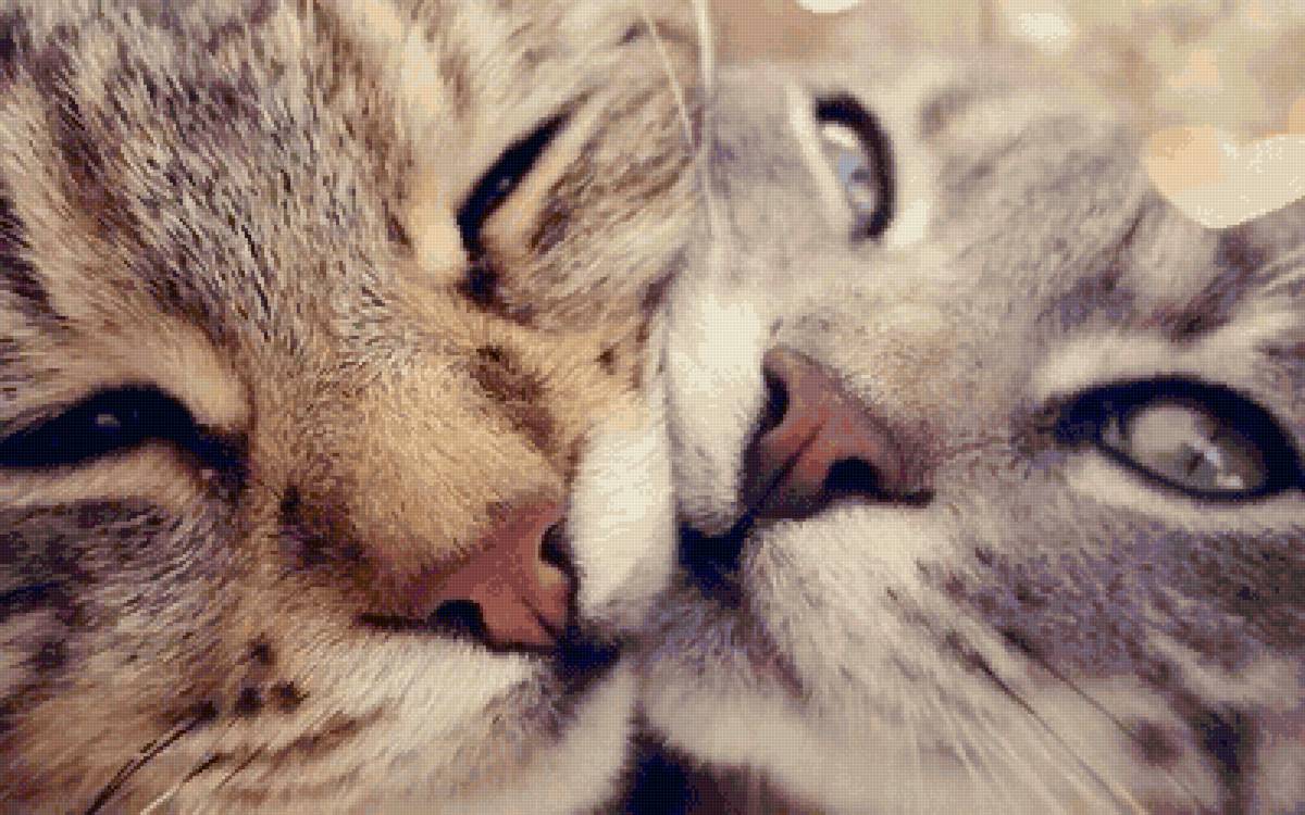 Милахи - котики - предпросмотр