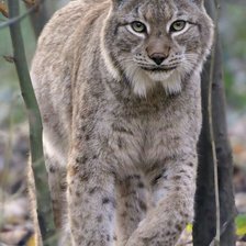 Схема вышивки «№2533157»