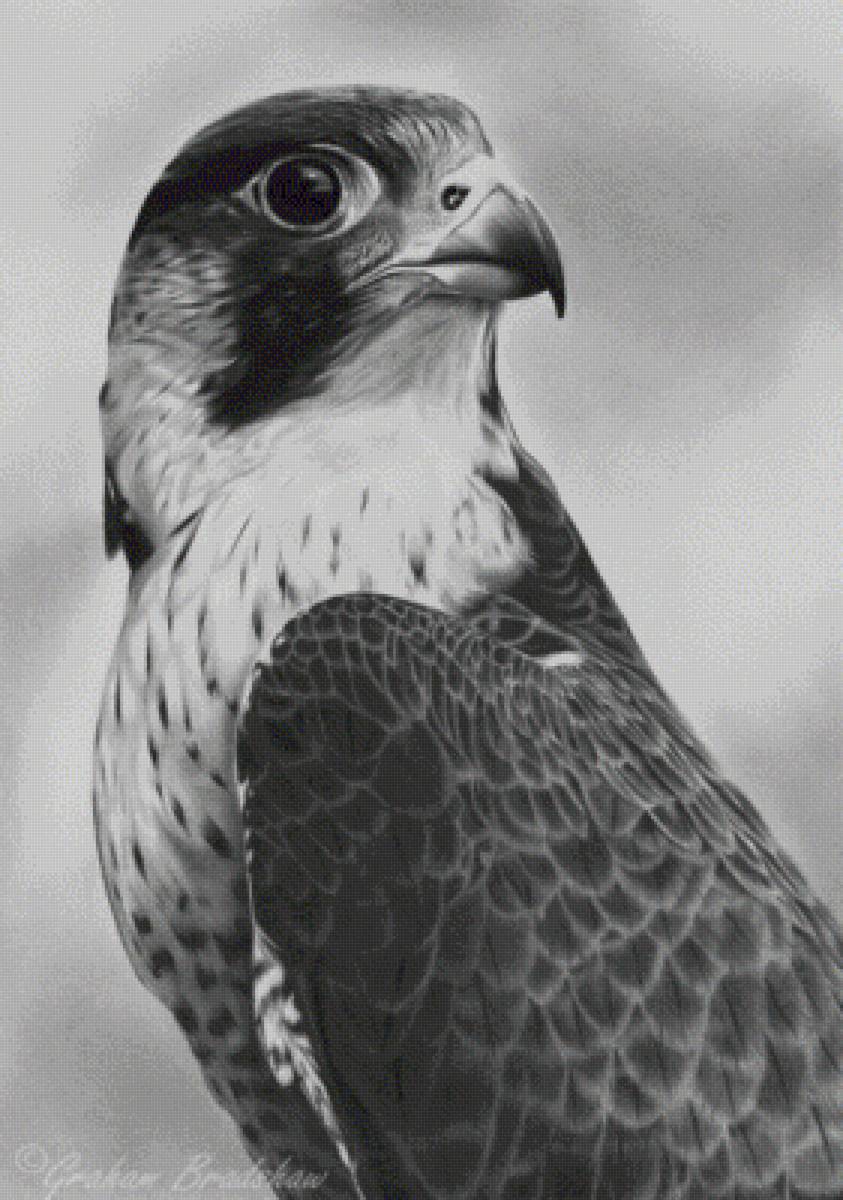 №2533167 - предпросмотр