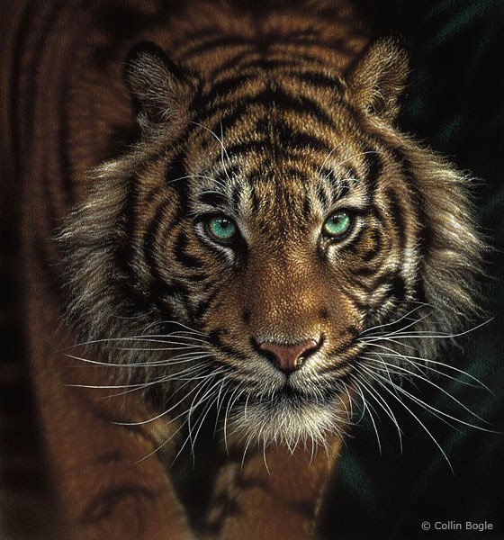 зеленоглазый тигр - природа животные - оригинал