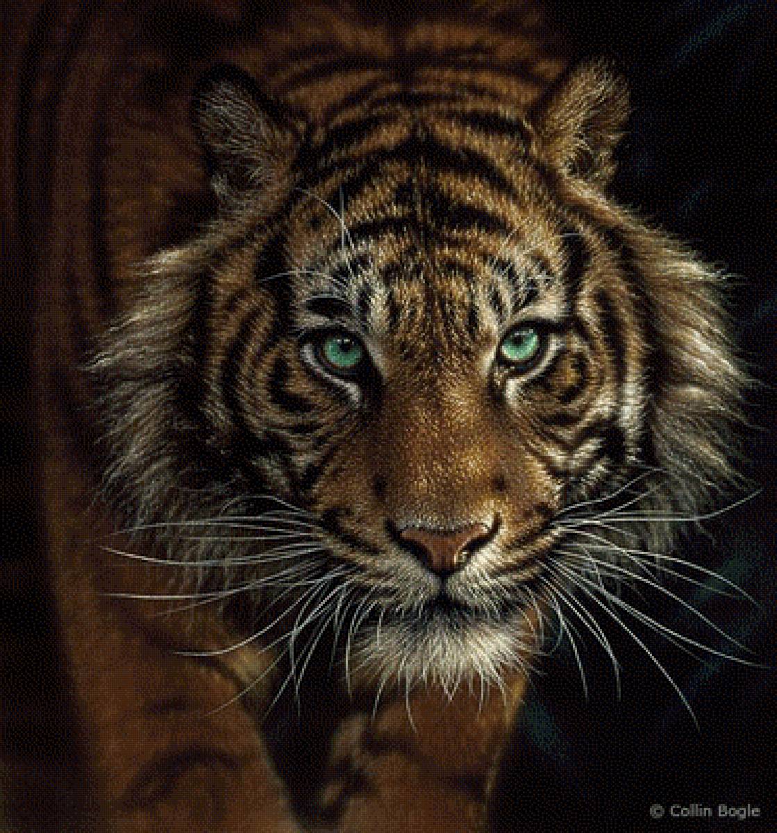 зеленоглазый тигр - природа животные - предпросмотр