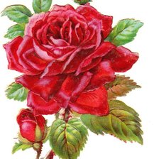 Оригинал схемы вышивки «Роза» (№2533896)