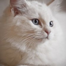 Схема вышивки «№2534112»