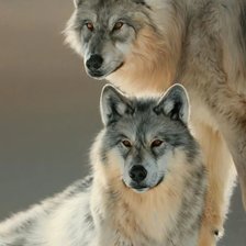 Схема вышивки «№2534362»