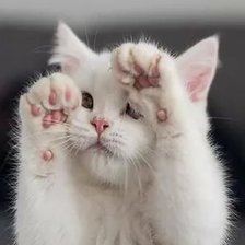 Схема вышивки «Котик»