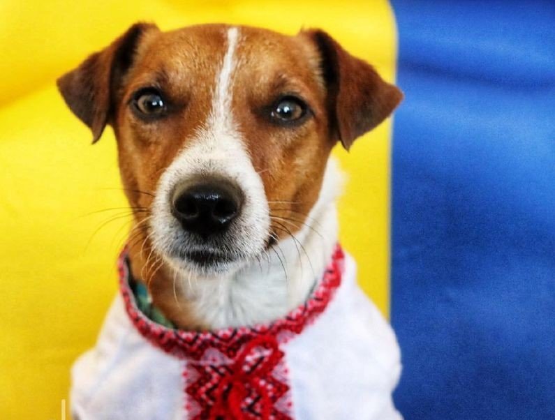 Патрон - картина, украина, животное - оригинал