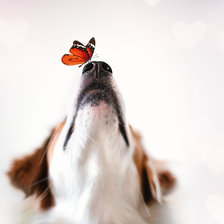 Схема вышивки «Собака и бабочка»