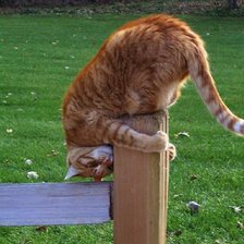 Схема вышивки «Кот»