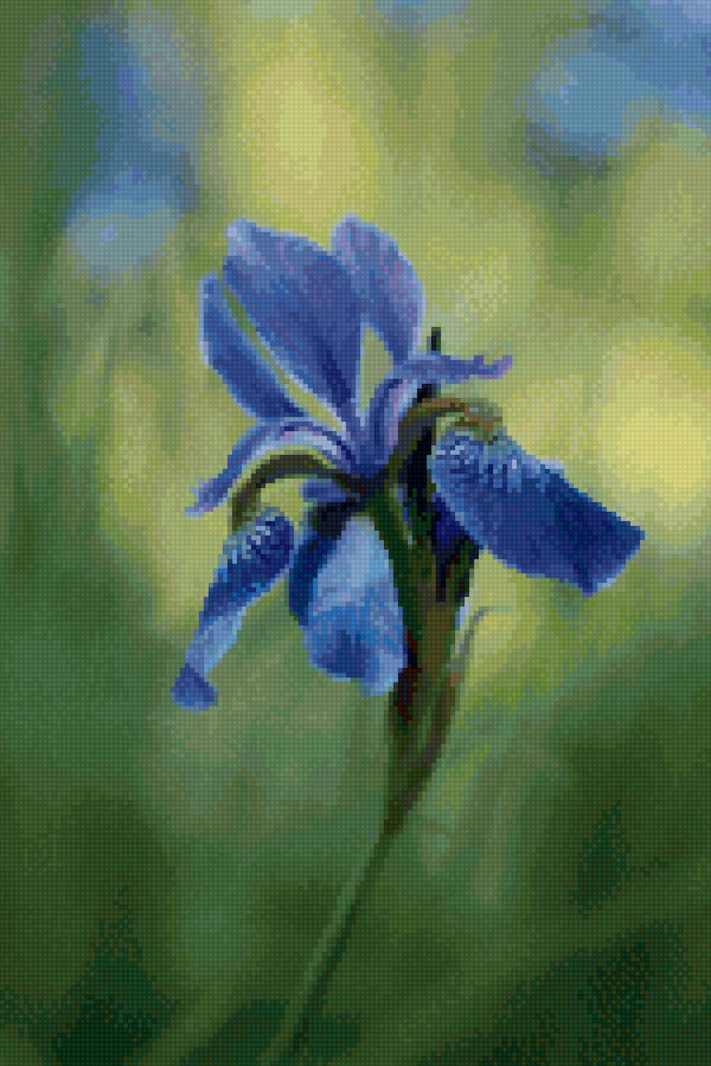 Ирис - ирисы - предпросмотр