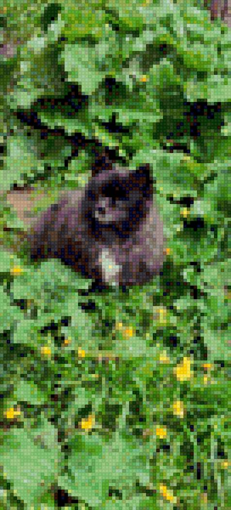 Шпиц - предпросмотр