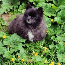 Схема вышивки «Шпиц»