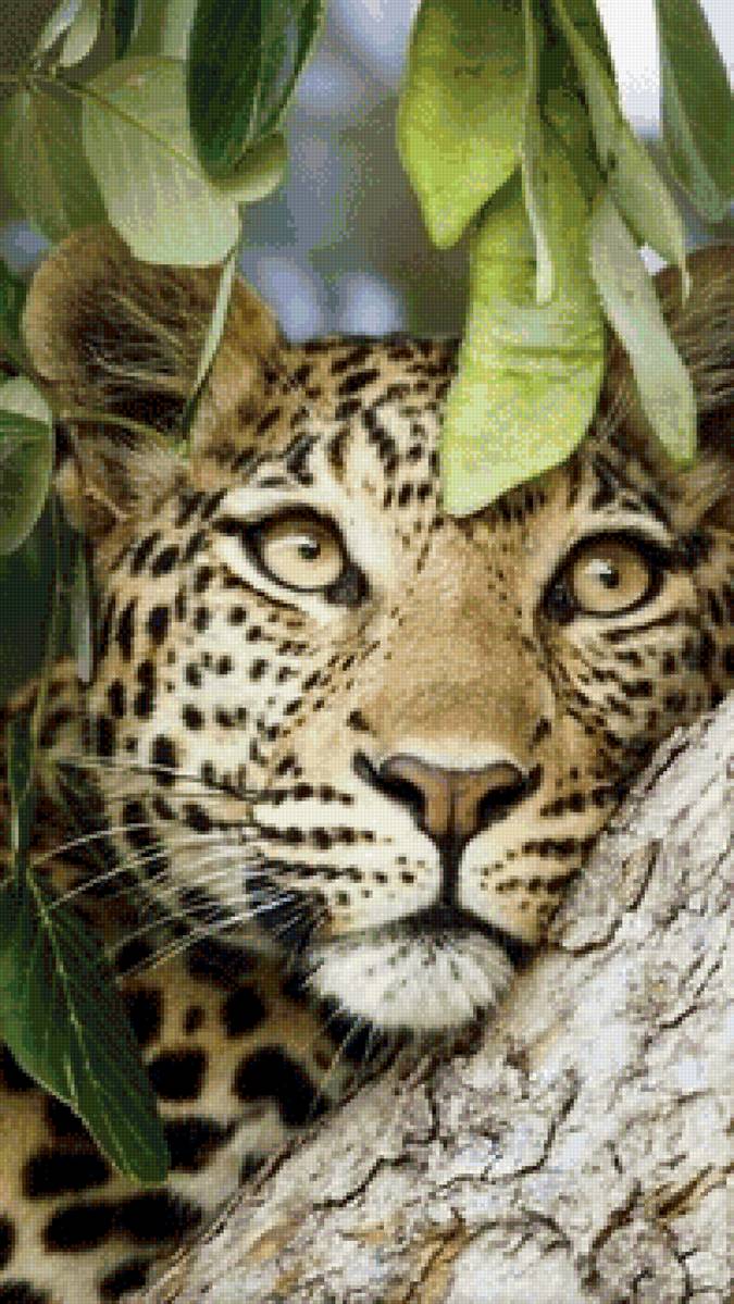 Леопард - хищник, леопард, взгляд, животные - предпросмотр