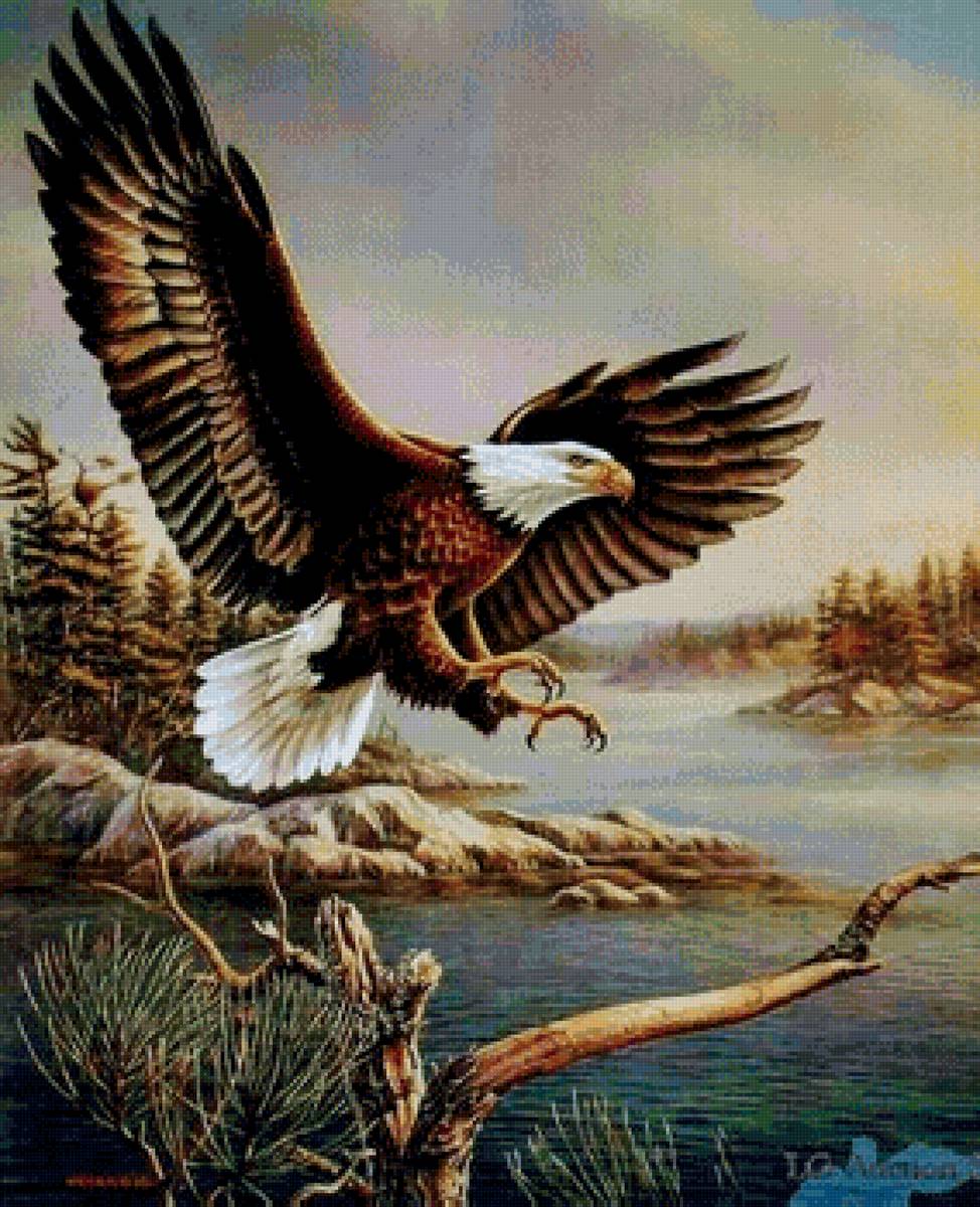 Орел - птица, хищник, орел - предпросмотр