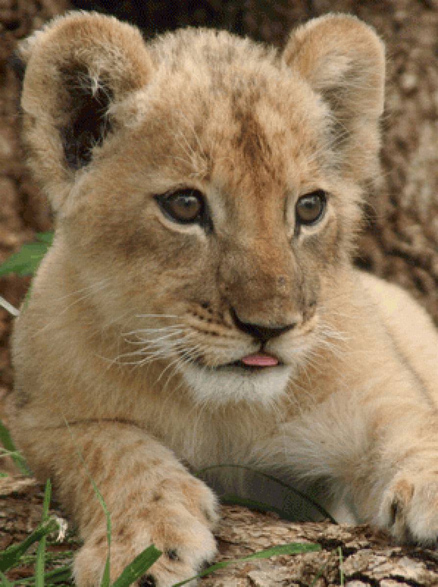 Львёнок - предпросмотр