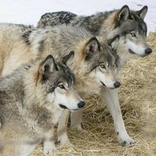 Схема вышивки «№2536143»