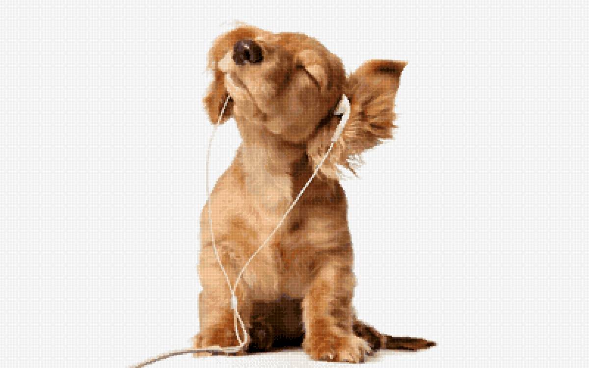 Щенок-меломан - наушники, щенок - предпросмотр