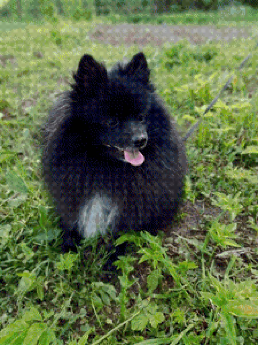 Шпиц - собаки - предпросмотр