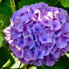 Схема вышивки «Цветок»