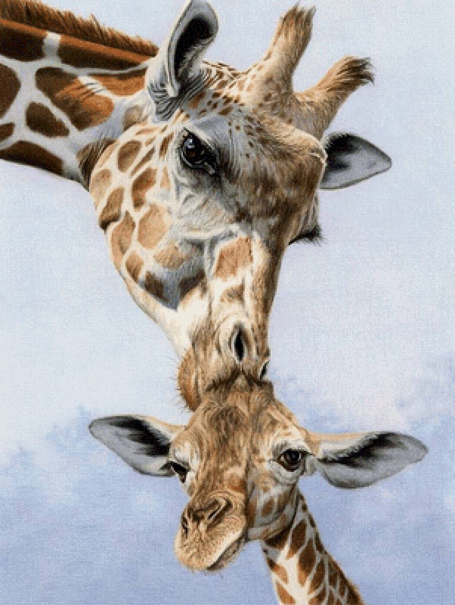 мама рядом - животные, жирафы, природа - предпросмотр