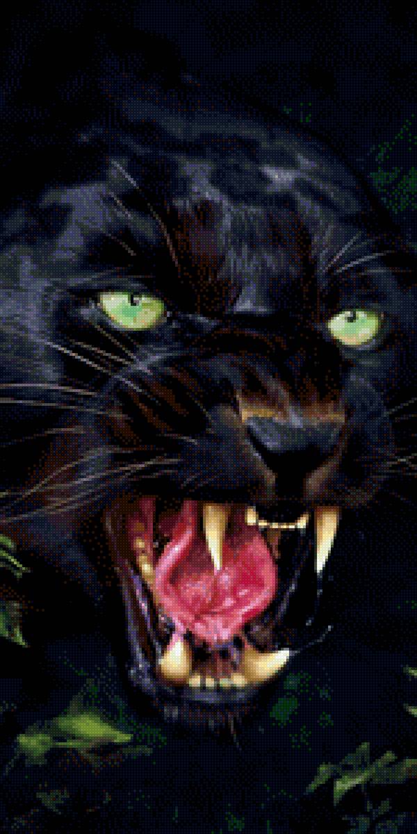 Пантера - хищник, пантера - предпросмотр