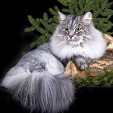 Схема вышивки «Сибирский кот»