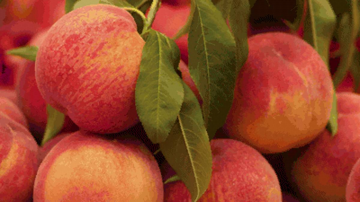 Абрикосы - абрикосы - предпросмотр