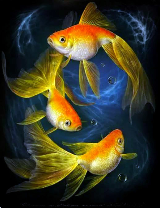 Золотые рыбки - рыбы - оригинал