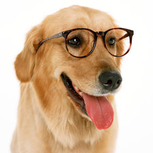 Схема вышивки «Пёс в очках»