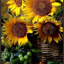 Схема вышивки «Подсолнух»