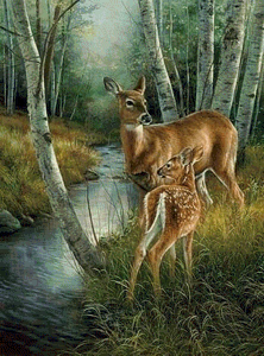 Олени - олени, животные, природа, лес - предпросмотр