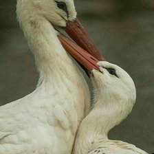 Схема вышивки «№2538016»