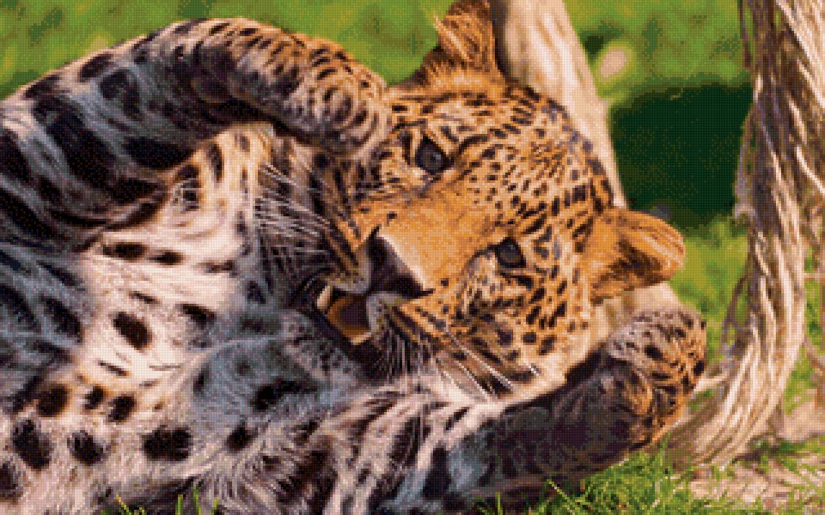 ЛЕО - большие кошки, природа, леопард - предпросмотр