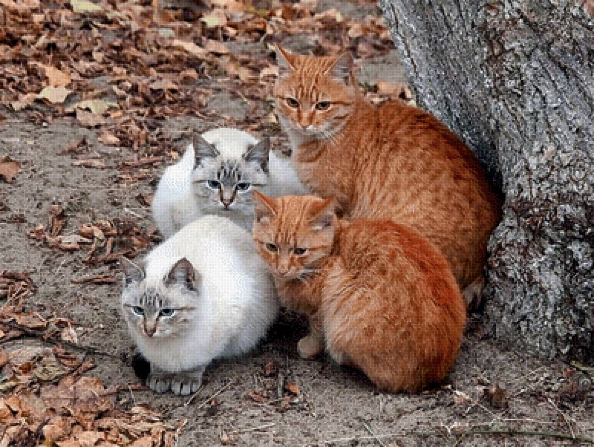 Два + два - коты - предпросмотр