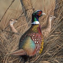 Схема вышивки «№2538237»