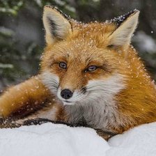 Схема вышивки «№2538253»