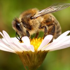 Схема вышивки «№2538442»