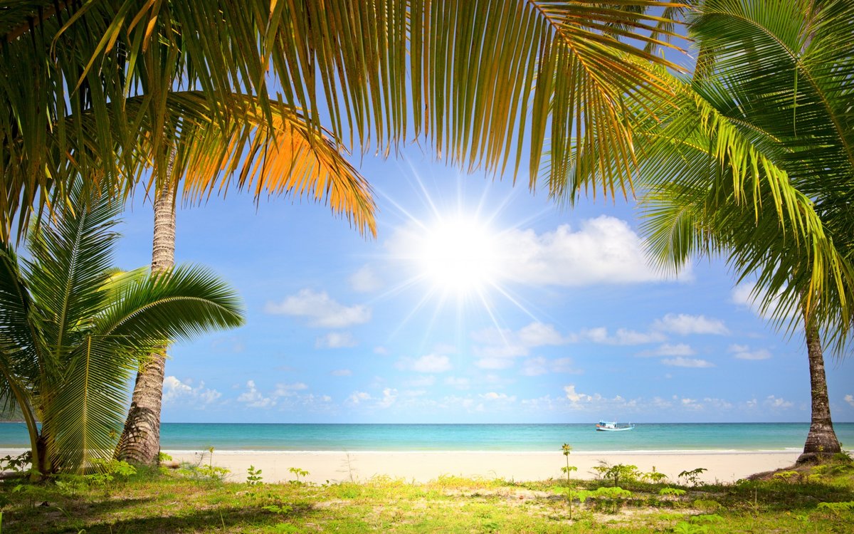 Лето - пальмы, солнце, лето, пляж - оригинал