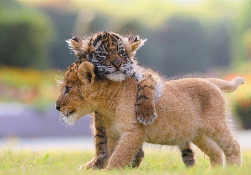 Дружба больших котят - львенок, тигренок - оригинал