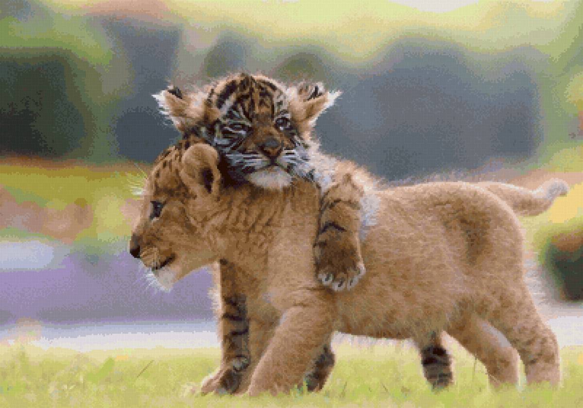 Дружба больших котят - львенок, тигренок - предпросмотр