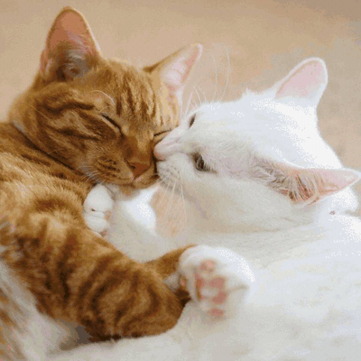 Картинки с любящими котиками. Котики обнимаются. Кошки любовь. Влюбленные котики. Нежная кошка.