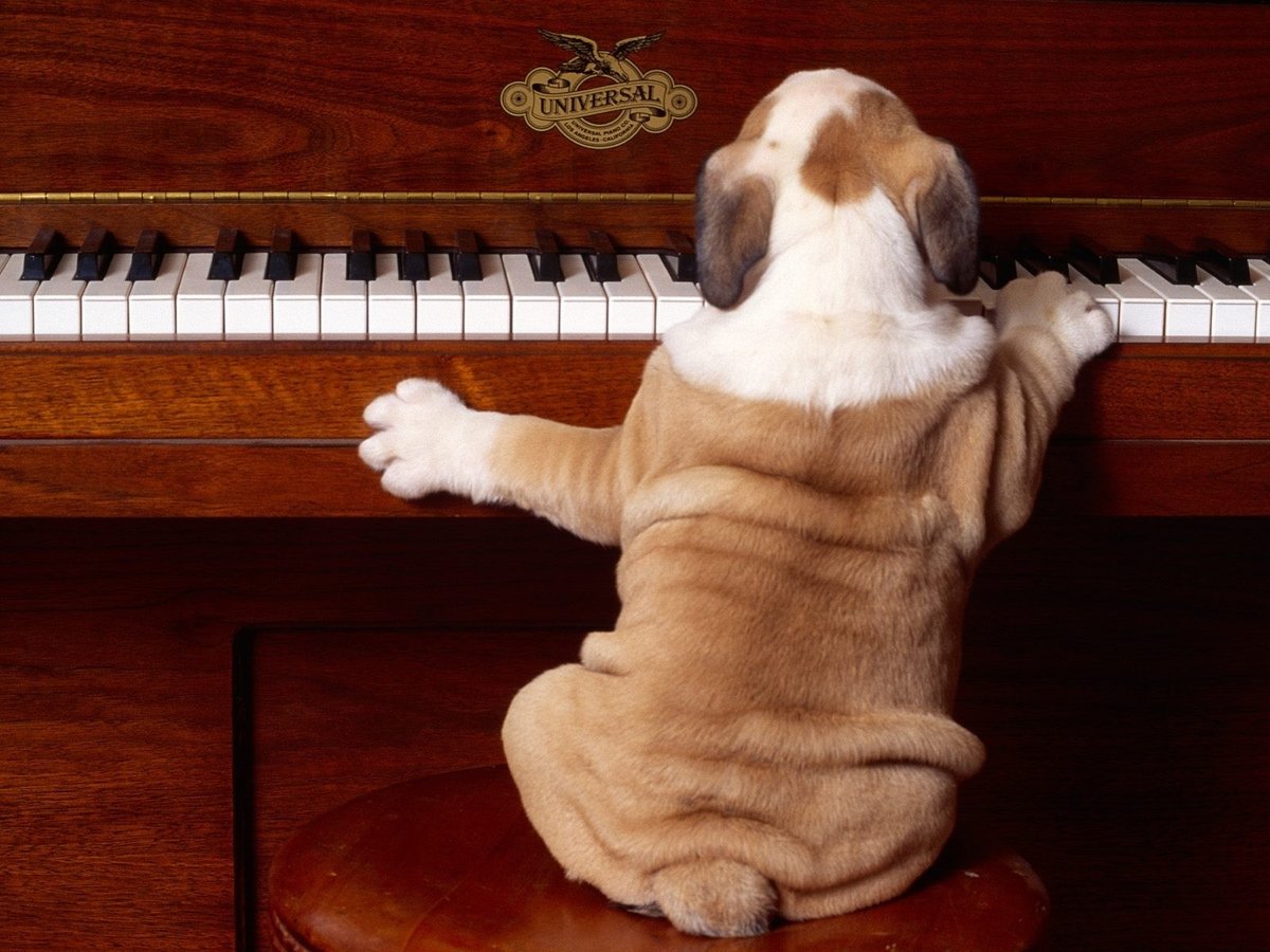 Великий пианист - собака, пианино - оригинал