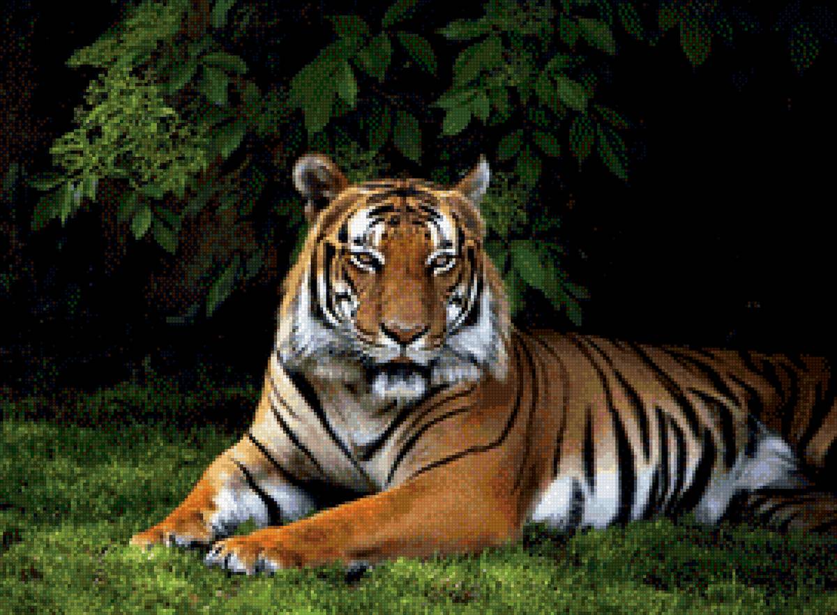 Тигр отдыхает - животные, тигр, большие кошки - предпросмотр